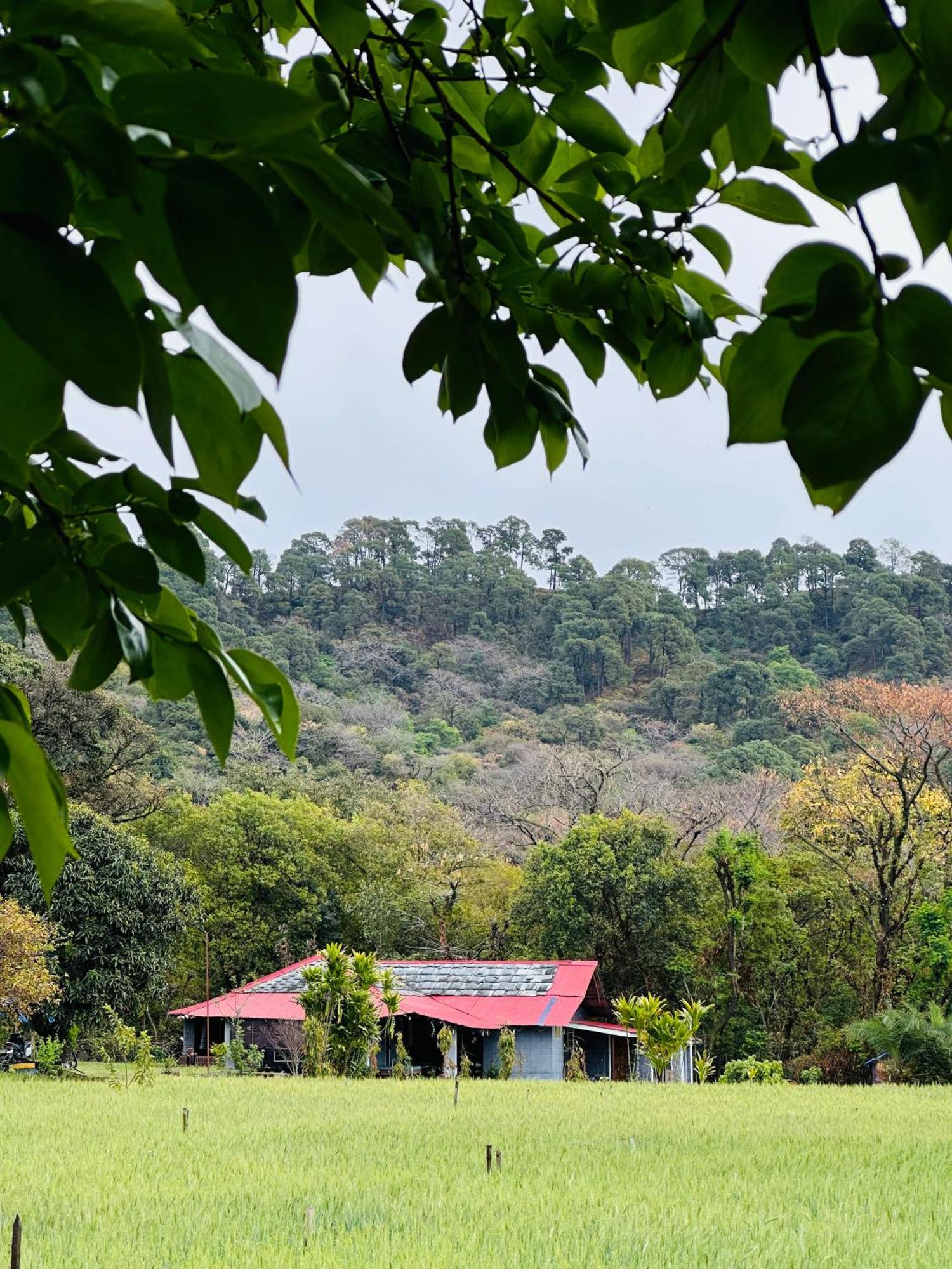 다람샬라 Dreamwoods A Travellers Farm 호스텔 외부 사진