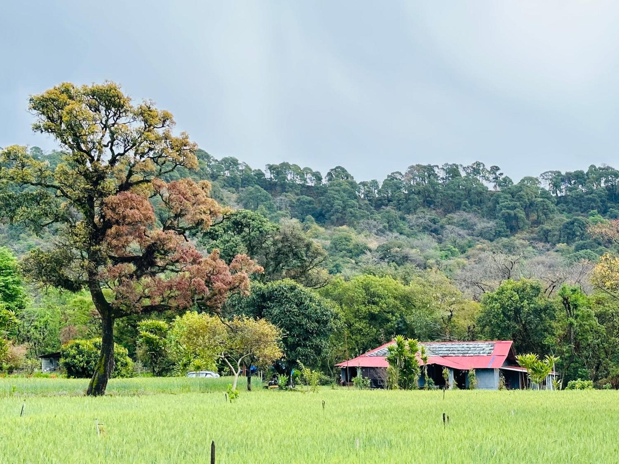 다람샬라 Dreamwoods A Travellers Farm 호스텔 외부 사진